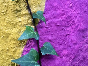 vine on wall